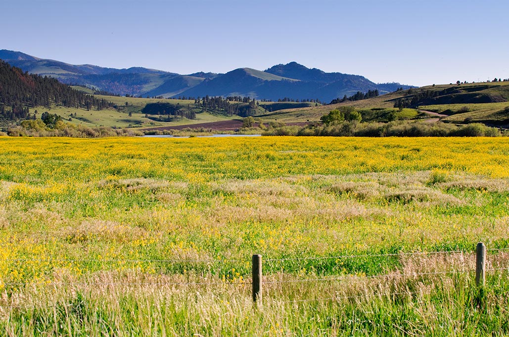 Montana Bare Land For Sale