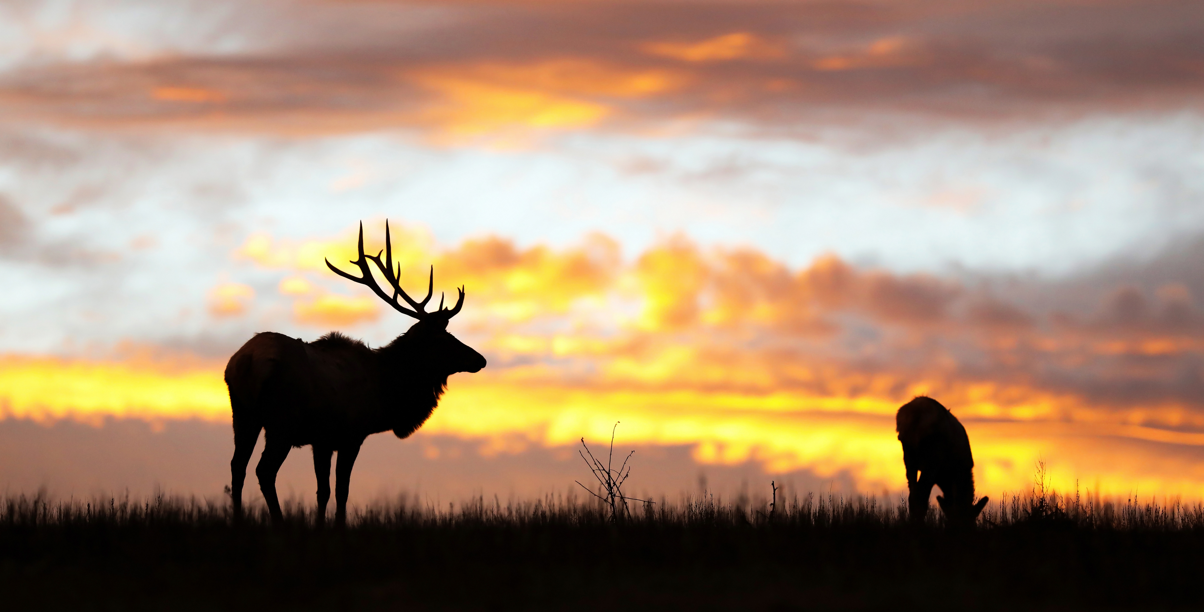 elk migration